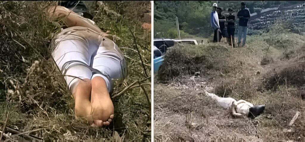 Woman Found Bound in Bush in Stoke-on-Trent Sparks Police Investigation…