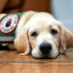 New Legislative Proposal Aims to Tighten Regulations on Service Animals in Wisconsin Amid Growing Concerns of…
