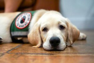 Kernersville Leaders Support New Law to Crack Down on Misuse of Service Animals…